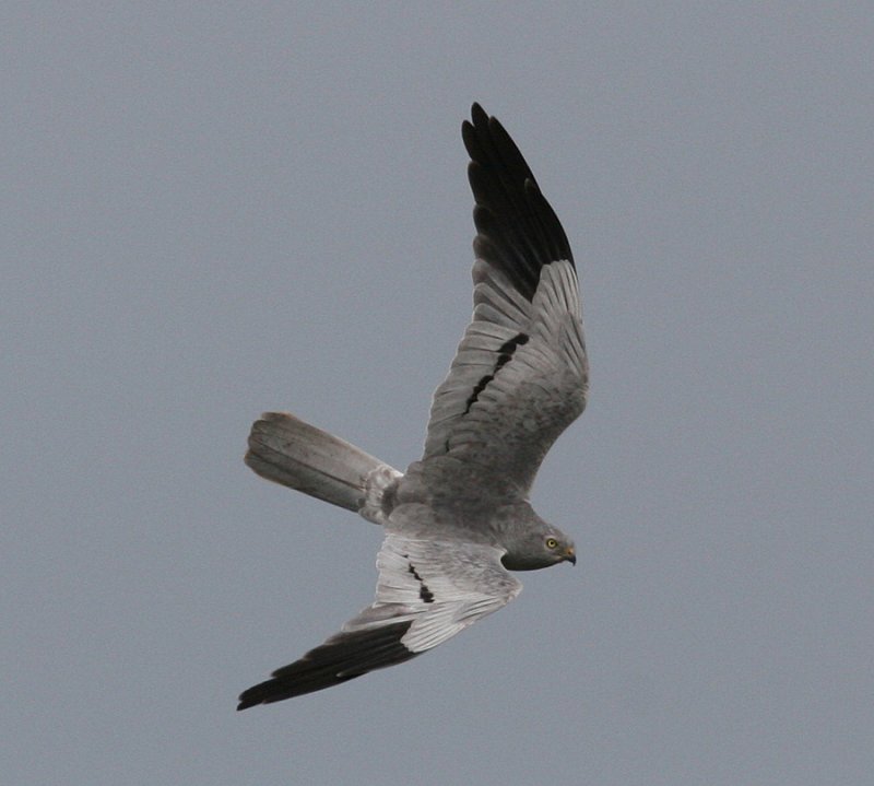  Montagus Harrier (Circus pygargus)