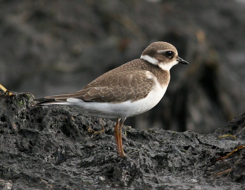 Ringed Plover (Charadius hiaticula)