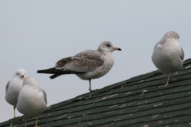 Ring-billed Gull (Larus delawarensis)