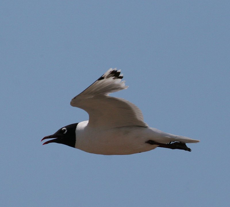 Franklins Gull (Larus pipixcan)