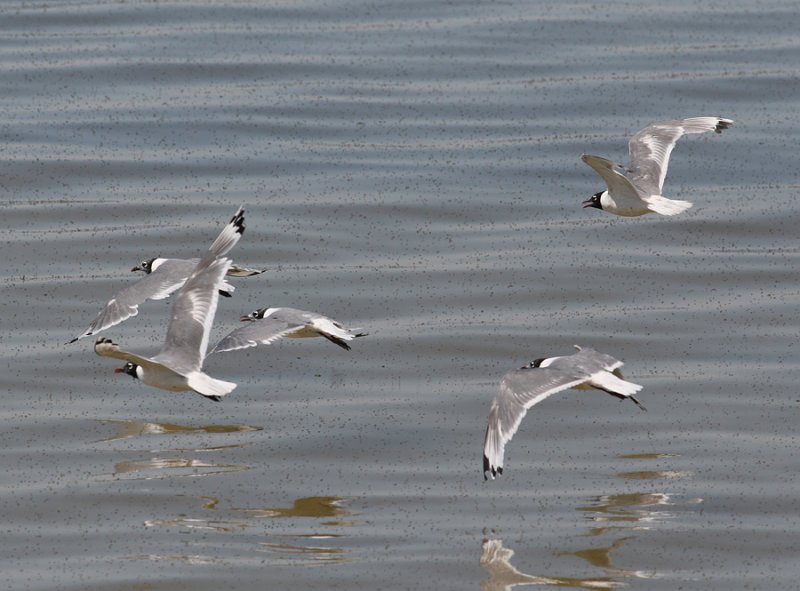 Franklins Gull (Larus pipixcan)