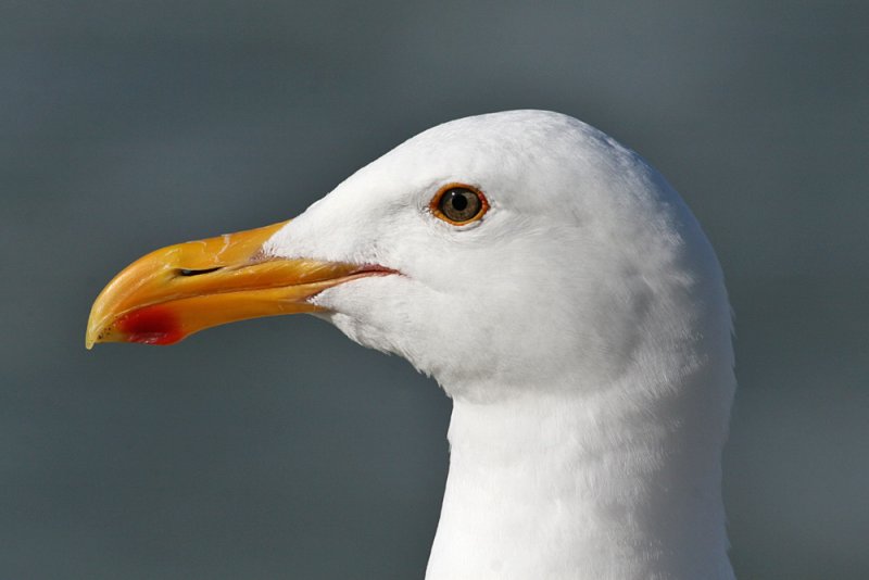 Western Gull (Larus occidentalis)