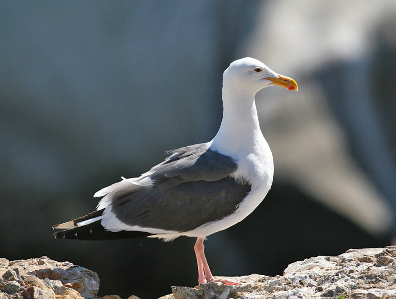 Western Gull (Larus occidentalis)