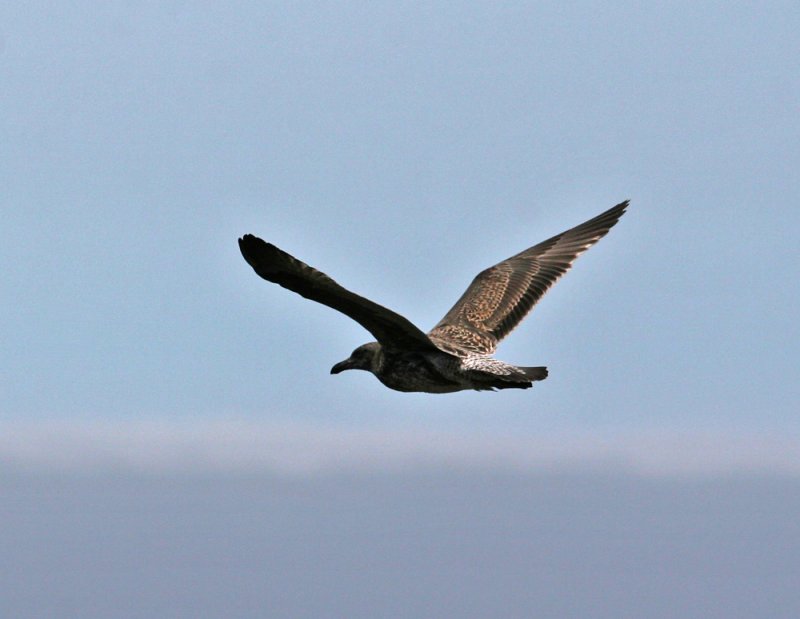Western Gull (Larus occidentalis)