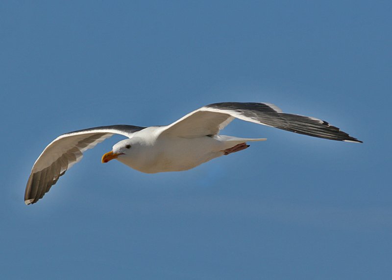Western Gull (Larus occidentalis)