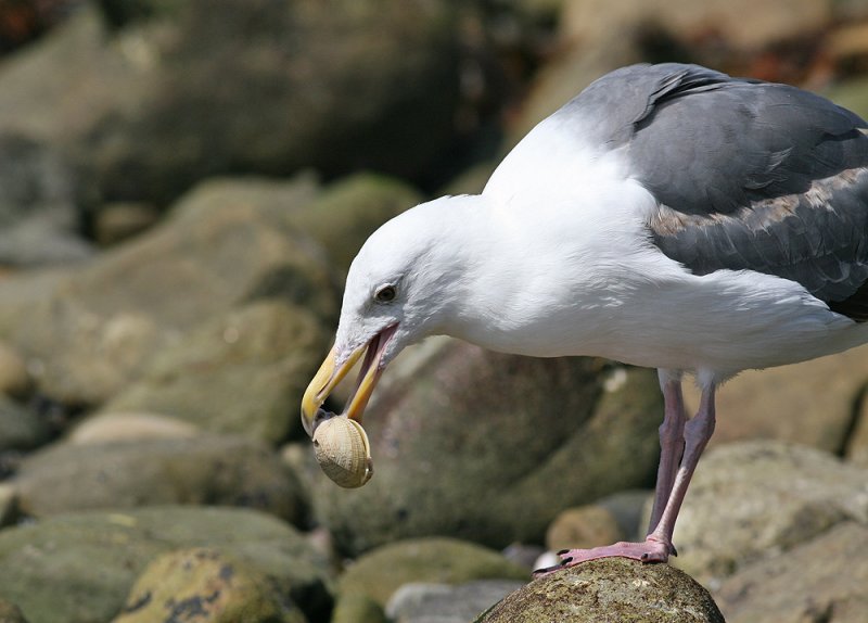 Western Gull (Larus occidentalis)