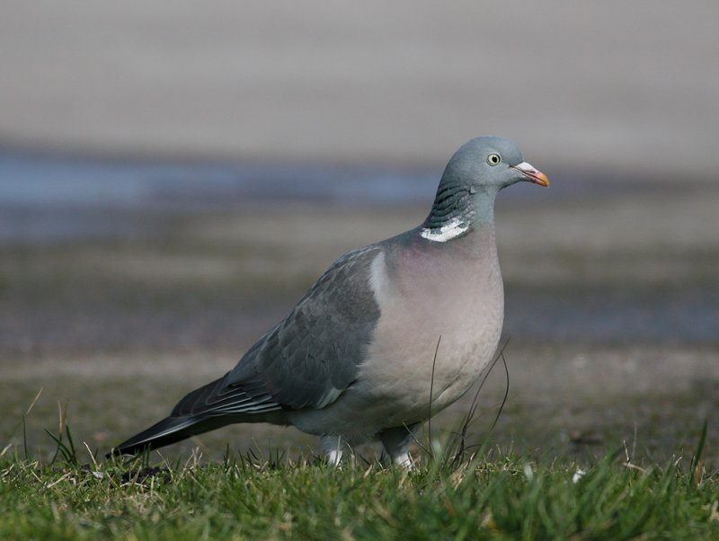 Common Wood-Pigeon (Columba palumbus)