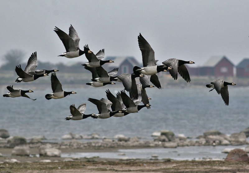 Barnacle Goose (Branta leucopsis) - vitkindad gs