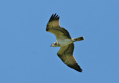 Osprey (Pandion haliaetus) - fiskgjuse
