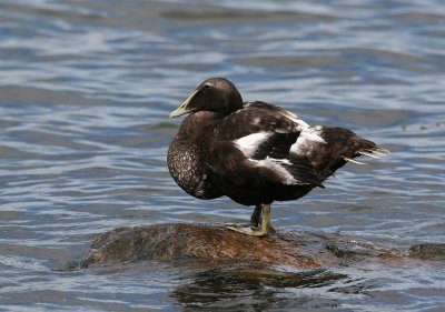 Common Eider (Somateria mollissima) - ejder