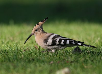 Eurasian Hoopoe (Upupa epops)