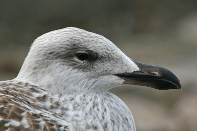 Great Black-backed Gull (Larus marinus) - havstrut