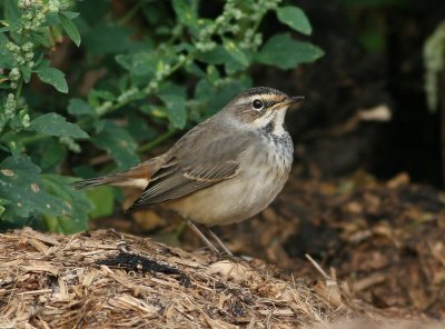 Bluethroat (Luscinia svecica)