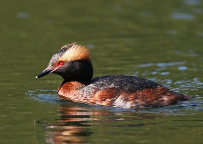 Horned Grebe (Podiceps auritus) - svarthakedopping