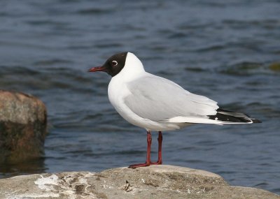 Black-headed Gull (Larus ridibundus) - skrattms