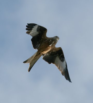 Red Kite (Milvus milvus) - rd glada