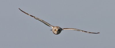Short-eared Owl (Asio flammeus) - jorduggla