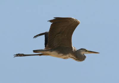 Grey Heron (Ardea cinerea)