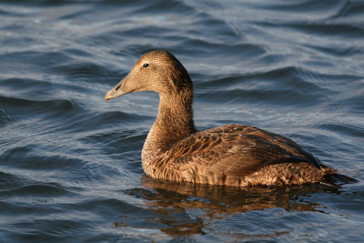 Common Eider (Somateria mollissima) - ejder