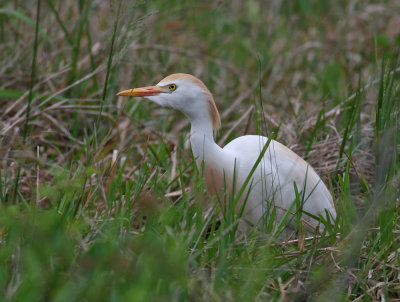 Cattle Egret (Bubulcus ibis)