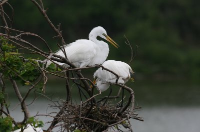 Great Egret (Ardea alba) - ägretthäger