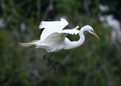 Great Egret (Ardea alba) - ägretthäger