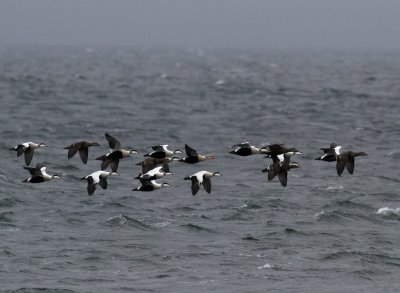 King Eider (Somateria spectabilis) migranting North with Common Eider (Somateria mollissima)