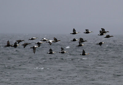 King Eider (Somateria spectabilis) migranting North with Common Eider (Somateria mollissima)