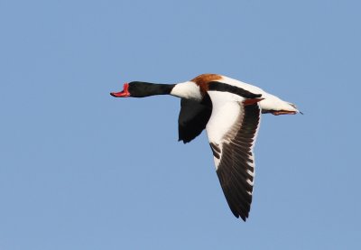 Common Shelduck (Tadorna tadorna)