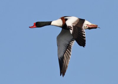 Common Shelduck (Tadorna tadorna)