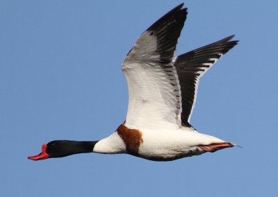 Common Shelduck (Tadorna tadorna)