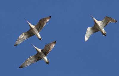 Eurasian Curlew (Numenius arquata)