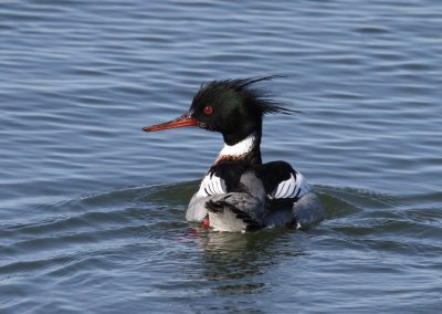 Red-breasted Merganser (Mergus serrator)