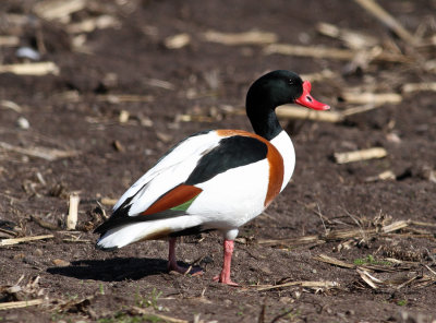 Common Shelduck (Tadorna tadorna)