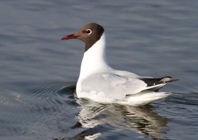 Black-headed Gull (Larus ridibundus) - skrattms