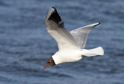 Black-headed Gull (Larus ridibundus) - skrattms