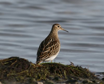 Pectoral Sandpiper (Calidris melanotos)