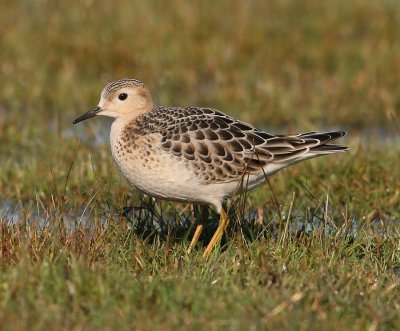 Buff-breasted Sandpiper (Tryngites subruficollis)