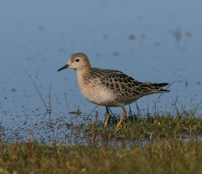 Buff-breasted Sandpiper (Tryngites subruficollis)