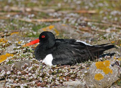 Eurasian Oystercatcher (Haematopus ostralegus)