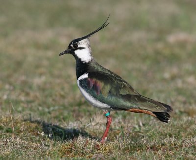 Northen Lapwing (Vanellus vanellus)