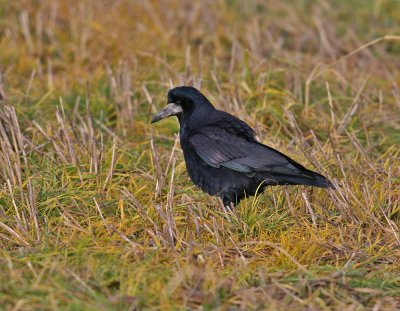 Rook (Corvus frugilegus) - råka