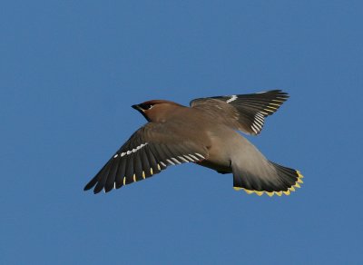 Bohemian Waxving (Bombycilla garrulus) - sidensvans