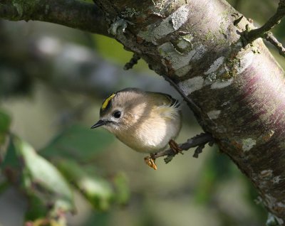 Goldcrest (Regulus regulus)