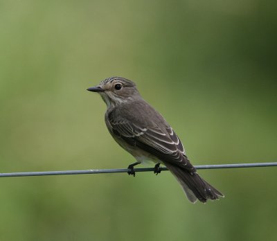 Spotted Flycatcher (Muscicapa striata)