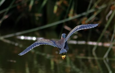 Green Heron (Butorides virescens anthonyi)