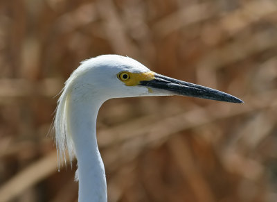 Snowy Egret (Egretta thula)
