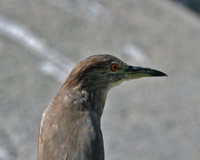 Black-Crowned Night Heron (Nycticorax nycticorax)