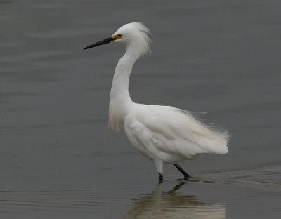 Snowy Egret (Egretta thula)
