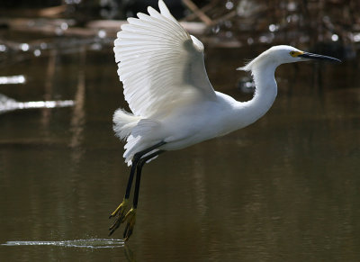 Snowy Egret (Egretta thula)